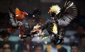 Hướng Dẫn Cách Chơi Đá Gà Sabong Tại VN86 Giành Chiến Thắng Tuyệt Đối